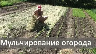 🍅 Мульчирование грядок сеном | Огород под сеном