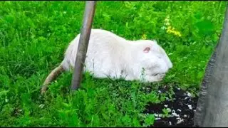Настя и огромная крыса