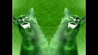 Numa Cat In Blind Fixed