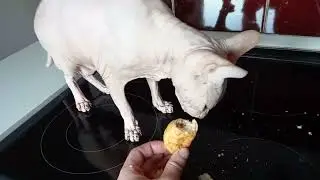 Сфинкс Феликс хочет круассан.