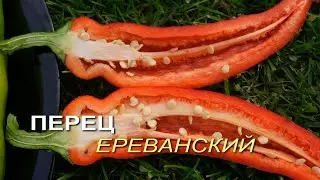 Перец острый ЕРЕВАНСКИЙ. Обзор сортов ПЕРЦЕВ!