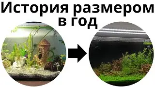 История одного аквариума длиною в год