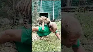 One tiger cub distracts, another attacks Oleg Zubkov! Teamwork!