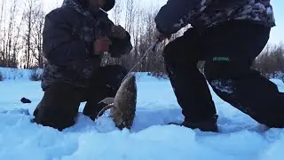 Трофейная рыбалка! Этот НАЛИМ МОНСТР! Рыбалка на ЖЕРЛИЦЫ!