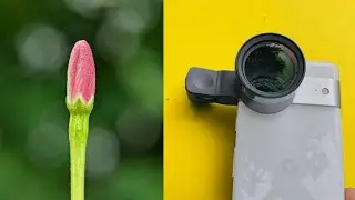 Best Budget Macro Lens for Smartphone Photography - Nikon L330 Samples