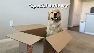 MY DOGS NEW HOME!!!