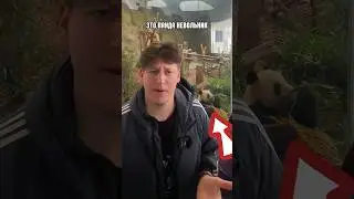 Почему Китай ВЛАДЕЕТ всеми пандами в мире?