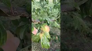 Диплоїдна слива То Че Сан в моєму домашньому саду. 03.09.2023р.