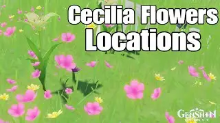 Cecilia Flower Locations Venti & Albedo Ascension Genshin Impact