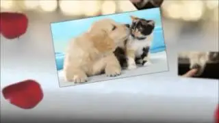 SCTA presents- Animals can help us develope our inner love!