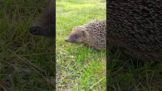 Ручной ёжик симпатяга 