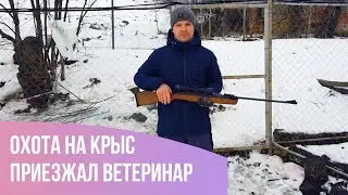 Приехал ветеринар. Охота на крыс. Сломалась сыроварня. /Семейная ферма в деревне /семья в селе