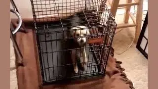 Фокси Зассанка🐕