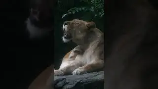 Snoozin' and Groomin'  #zoo  #animalkingdom #animals