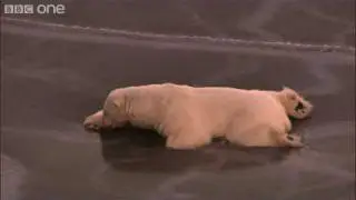HD: Polar Bear on Thin Ice - Nature's Great Events: The Great Melt - BBC One