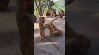 Lucunya monkey,, bisa kaya gitu 🤣🤣🤣🤣