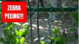 Zebra Peeing