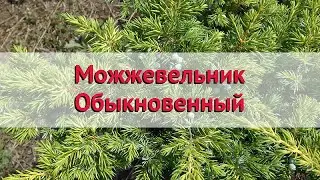 Можжевельник обыкновенный 🌿 Обзор: посадка и уход. саженцы, крупномеры: описание и особенности