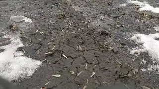 Spring NITROGEN APPLICATION for garlic. When, how much and how to do it RIGHT!