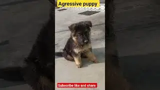 agressive puppy gsd #shorts #shortsfeed #shortvideo #trending #ytshorts #animals #short #dog
