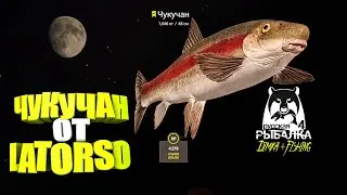 Русская рыбалка 4. 🎣 ЧУКУЧАН  от  LATORSO 🐟 ГДЕ и на ЧТО...👀