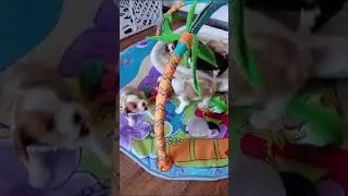 📞+7 (911) 985-64-65 Предлагаются щенки 🐶 Кавалер Кинг Чарльз спаниель 📍 г. Санкт-Петербург 🍼🎀