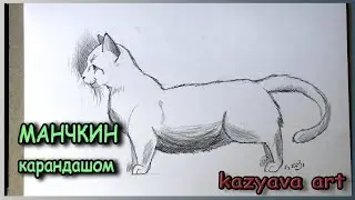 Как нарисовать кошку породы МАНЧКИН карандашом поэтапно