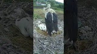 Лелека позіхає 