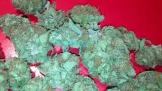 BubbleBerry (Bubblegum X Blueberry) Strain Review