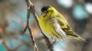 Siskins in spring forest. Singing and displaying bird | Film Studio Aves