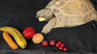 ASMR turtle, tortoise eating nectarine, banana, plum, apricot, tomato and other fruits