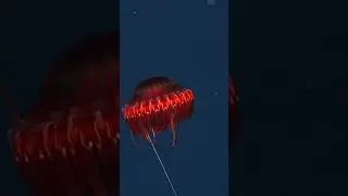The deep-sea crown jelly has adaptated to survive where food is scarce and predators are plentiful