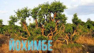 ЙОХИМБЕ это природный афродизиак. 🌳Для потенции у мужчин и женщин.