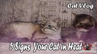 Acupressure for a cat in heat. How to deal with your cat in heat.