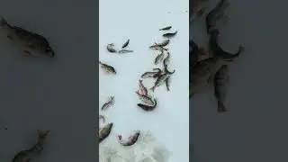 озеро даёт рыбку