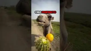 Ragazzo fa uno scherzo al cammello dandogli un limone! 😂🍋 
