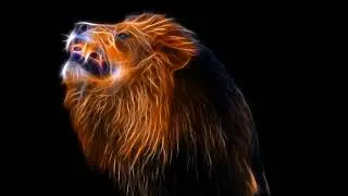 Lion Video Footage - Leo The Lion Video Footage