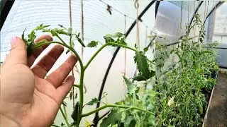 Как определяю по макушкам - Чем подкормить томаты 🍅🍅🍅