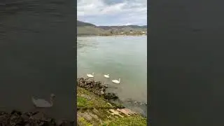 Семья 🦢