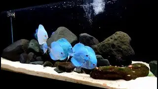 Amazing Rock Discus Tank | Beautiful Blue Diamond Discus Fish