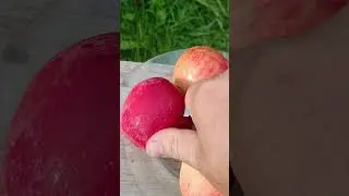 🍎ЯБЛОНЯ СВИТАНГО дегустация #яблоня #сад