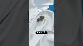 Вот так крысы попадают в ваш туалет! 🐀🚽😱 