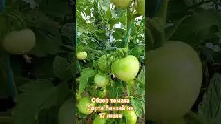 Обзор томата сорта Банзай за лето. 17 июля. #огород #помидоры #дача