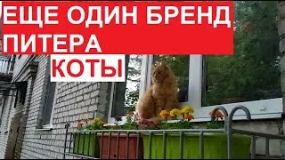#Петербург - это коты! :) Еще один бренд Питера | #ЦарскоеСело, 2023