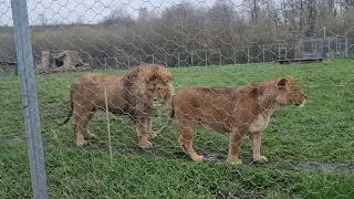 ❤️Лев Симба - копия льва Фили. Львица Нала. #animals #lions #левтигран лев