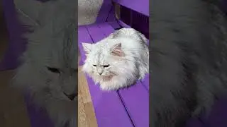 Киска засмущалась)) #animals #котики #кошки #животные #cat
