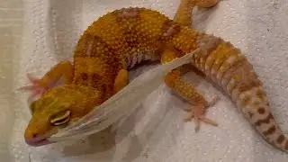Линька у ящериц.