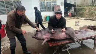 Pig Slaughter - The pig-killing rope binding method invented by the rural brother is very useful