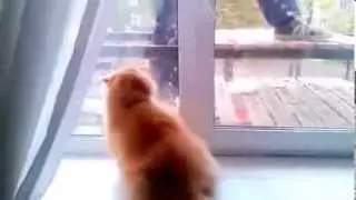 Кот охраняет дом от непрошенных гостей