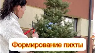 ФОРМИРОВАНИЕ ПИХТЫ‼️ Выравниваю и добиваюсь плотности.
